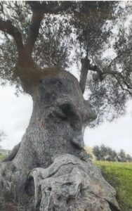 arbol cuento Mikel